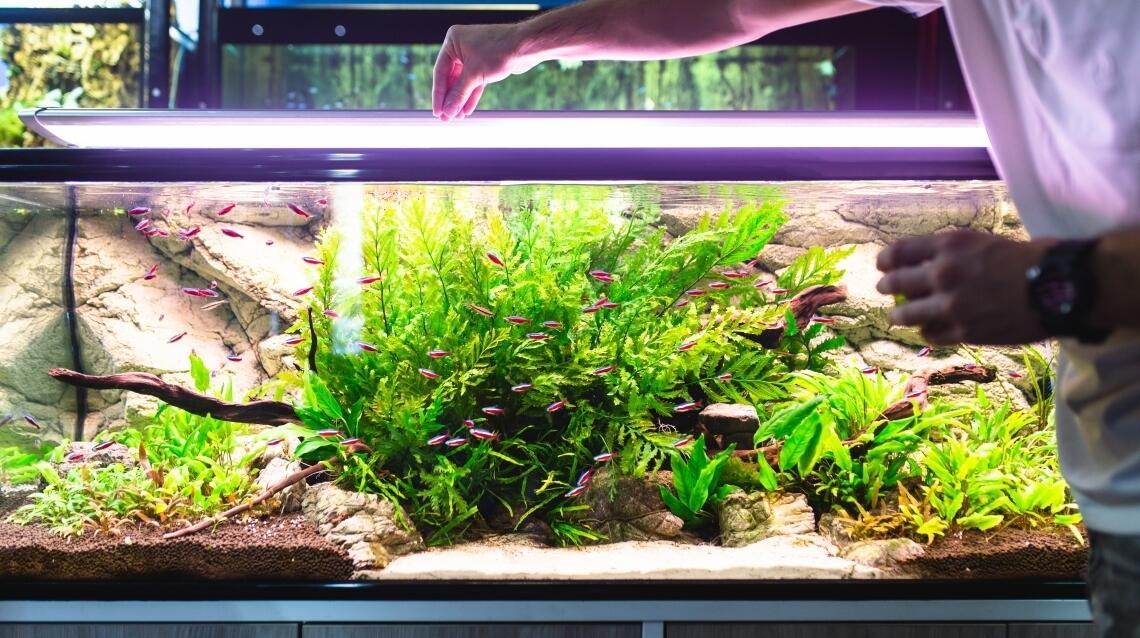 Abdeckung für Aquarien aus Plexiglas – eine günstige und praktische Alternative zu Glas